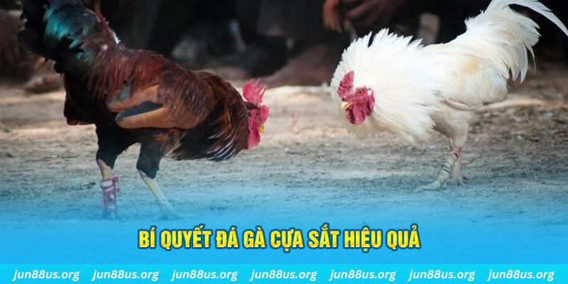 68 game đá gà cựa dao